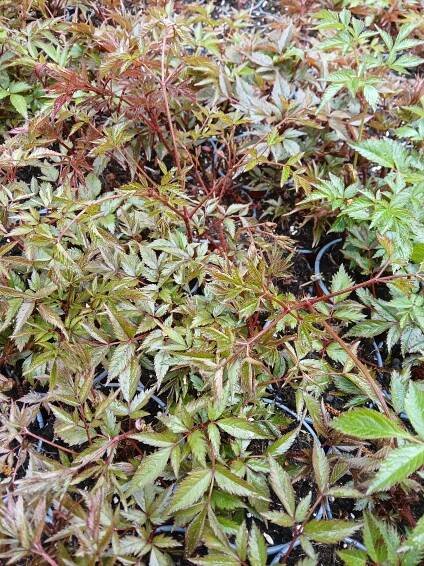 Čechrava Arendsova - Astilbe arendsii 'Gladstone'