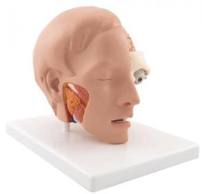 Detailní model lidské hlavy