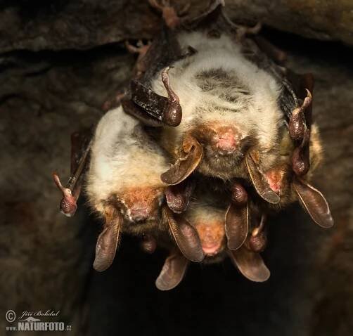 Netopýr velký | Naturfoto.cz