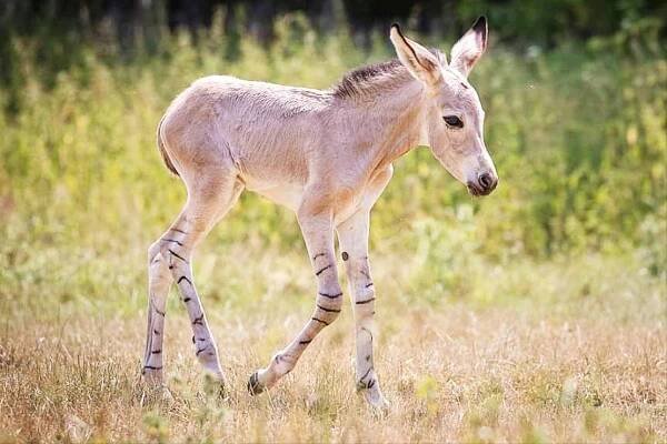 Koňovití - Novinky - Chov v roce 2023: Safari Park Dvůr Králové
