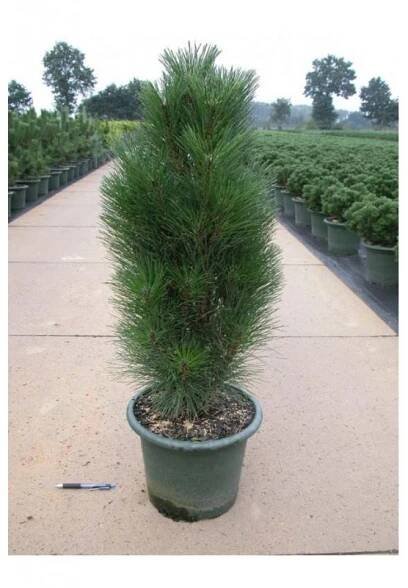Pinus nigra Green Tower - sloupovitá borovice