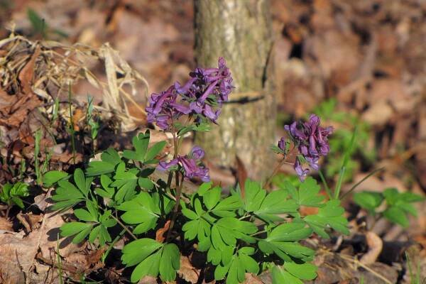 Dymnivka dutá (Corydalis cava)
