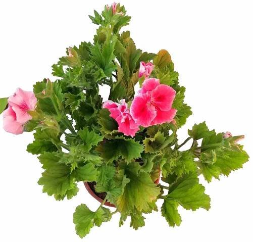 Muškát veľkokvetý - Pelargonium grandiflorum - Moje Kvety