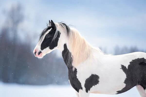Roll the Dice on One of These 100+ Black & White Horse Names