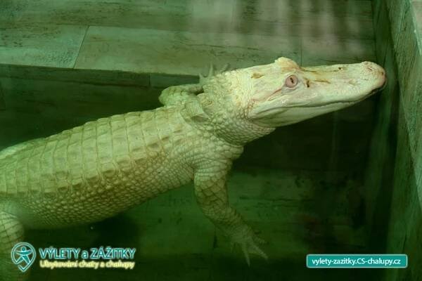Krokodýlí ZOO Protivín - Jihočeský kraj (2CZ-027): Výlety a zážitky