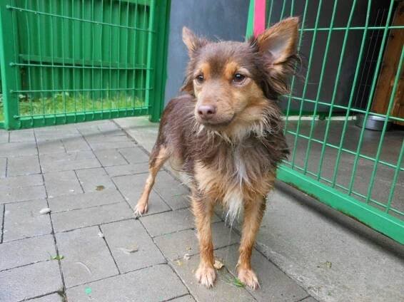 Psi k adopci z útulků, azylů a neziskových organizací