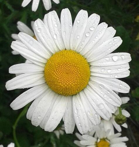 Close Up of White and Yellow Daisy Flowers with Water Droplets