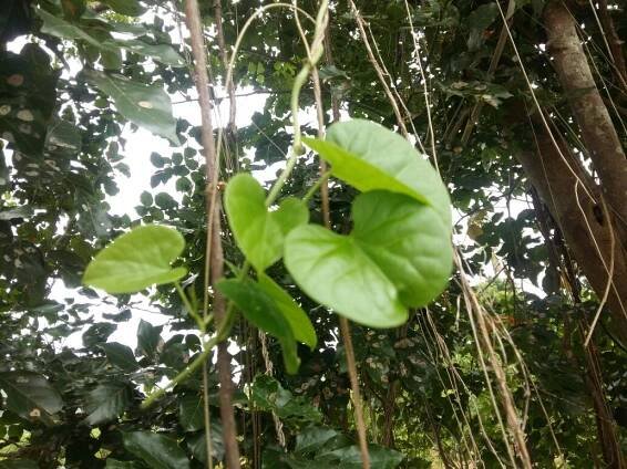 Tinospora cordifolia – eFlora of India