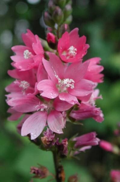 Natural history of checker-mallows of western Oregon - Institute for Applied Ecology
