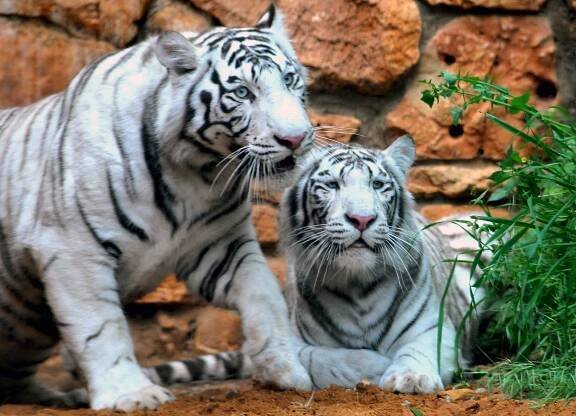 Soubor:Haifa White Tigers-9129-13.jpg