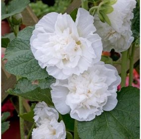 Slézová růže - plnokvětá bílá
