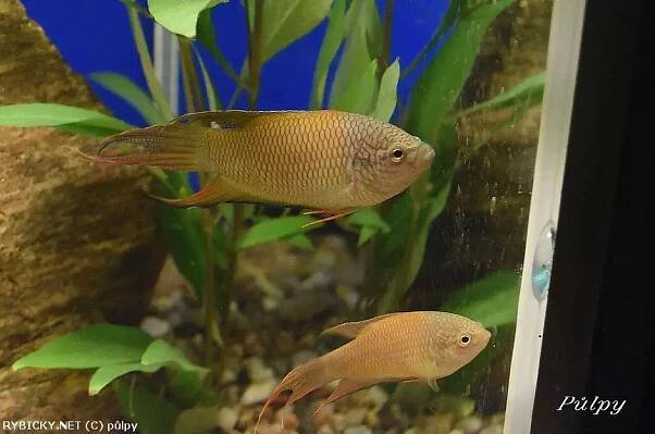 Rájovec červenohřbetý - Macropodus erythropterus