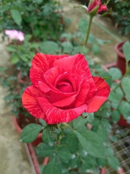 'Red Intuition' Rose » Rose Plants • Teo Joo Guan