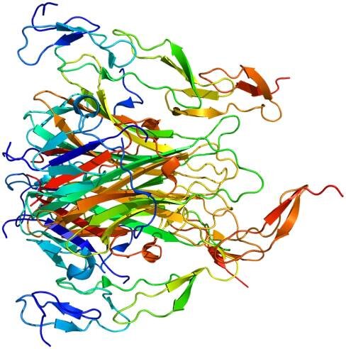 Death receptor 5