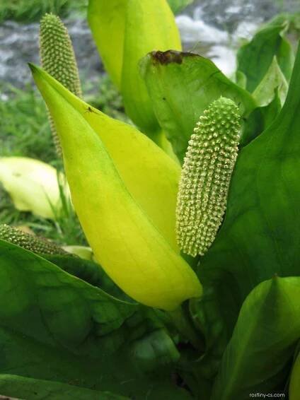 Kapsovec americký (Lysichiton americanus)