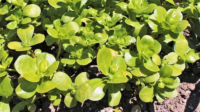 Šrucha zelná (Portulaca oleracea) neboli portulák, někde se jí taky říká kuří noha, je rychle rostoucí bylinná letnička s masitými, oválnými listy a dužnatými, hustě větvenými lodyhami rostoucími při zemi. 