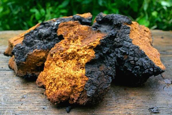 How to Prepare Chaga Mushroom