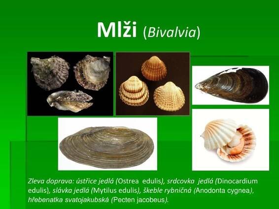 PPT - Měkkýši ( Mollusca ) PowerPoint Presentation, free download - ID:4827102