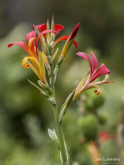 Dosna indická (Canna indica)