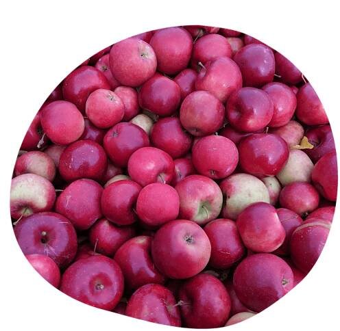 Pick Your Own - Indian Ladder Farms