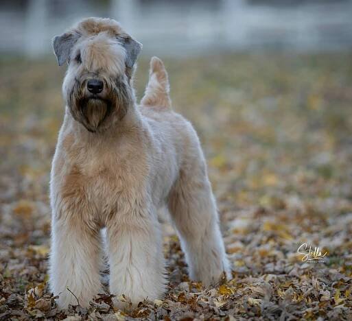 Élevage Wheaten Boréal - Am CH/Can GCH Boreal Notorious Hennessy X.O.