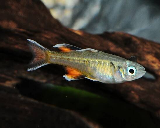 Butterfly rainbowfish - Pseudomugil signifer