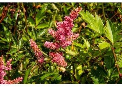 Čechrava Arendsova 'Anita Pfeifer' - Astilbe arendsii 'Anita Pfeifer' Květník o průměru 11 cm