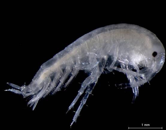 Aoridae