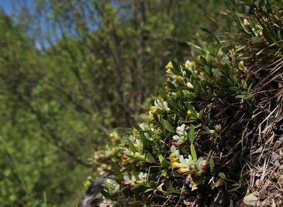 Zimostrázek alpský (Polygala chamaebuxus)