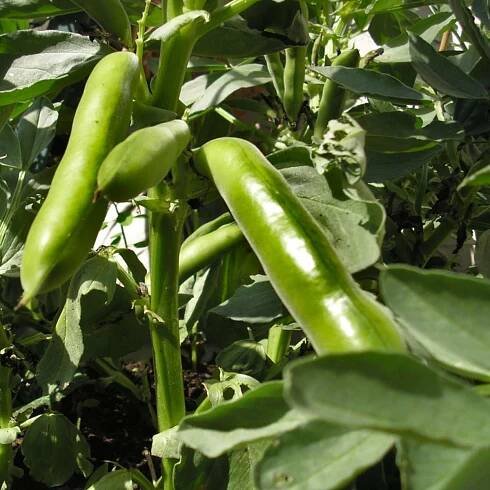 broad bean care