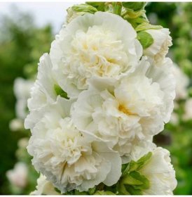 Topolovka plnokvětá Chaters bílá - Slézová růže - Alcea rosea - prodej semen - 12 ks