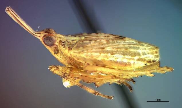 Scolops californica