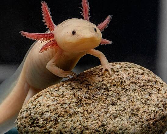 Axolotl mexický