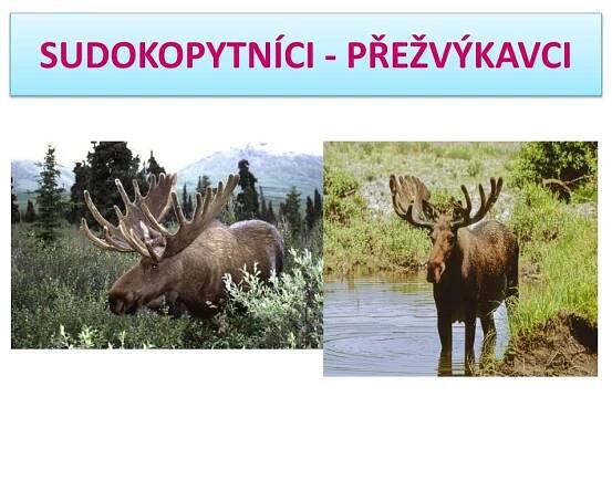 PPT - SUDOKOPYTNÍCI - PŘEŽVÝKAVCI PowerPoint Presentation, free download - ID:6289010