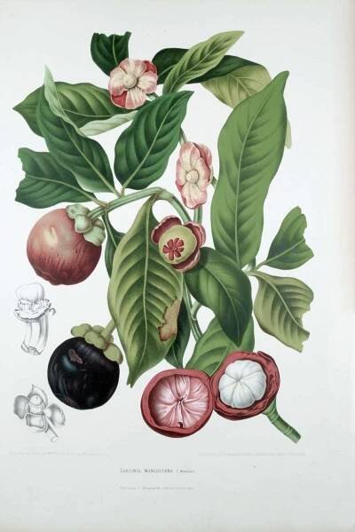 Mangostana lahodná – Wikipedie