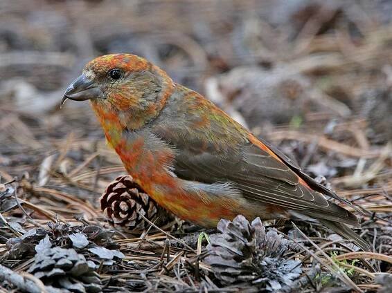  - Cassia Crossbill