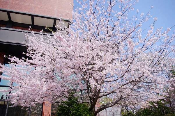 Rozkvetlé sakury: Japonský svátek Hanami láká v dubnu miliony turistů – Luxury Travel Digest