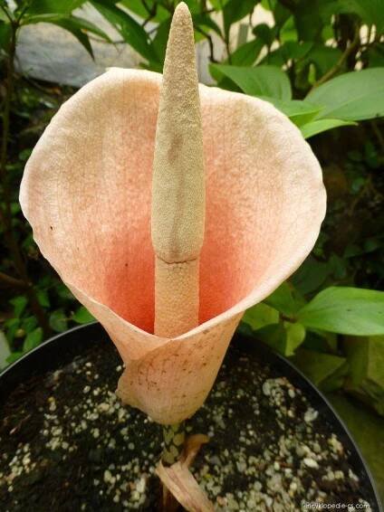 Zmijovec cibulonosný (Amorphophallus bulbifer)