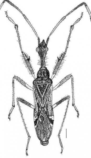 Fig, 2. Male adult of M. unispinopilosa new species. 