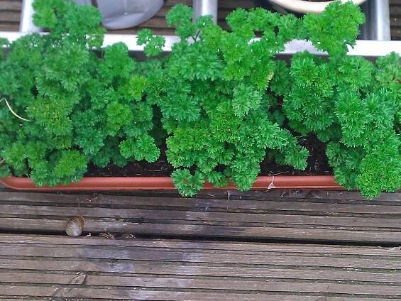 la-maison-de-cordelia::Parsley