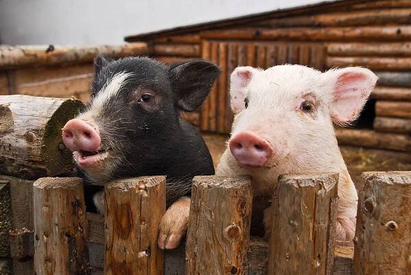 Schweine - Kaack Terminhandel GmbH