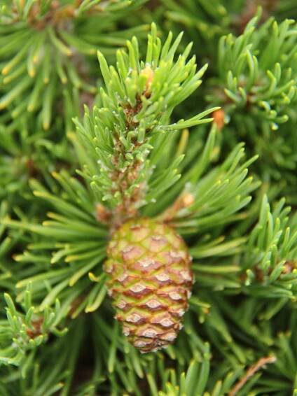 Buy Pinus mugo 'Mops' Mugo Pine | Conifer Kingdom