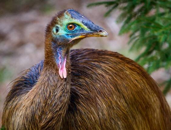 ZOO ZLÍN - Kasuár přilbový