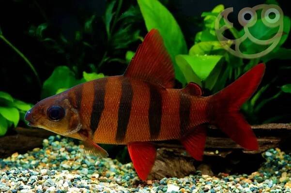 Six Banded Distichodus - Distichodus sexfasciatus Fish Profile & Care Guide
