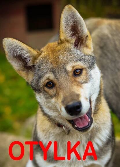 Jana Henychova, Siberian husky - Huskies.cz- Archiv 2015