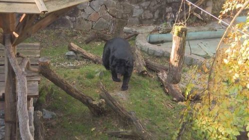 Medvěd na Konopišti je deprimovaný, tvrdí aktivisté. Má mít víc hraček