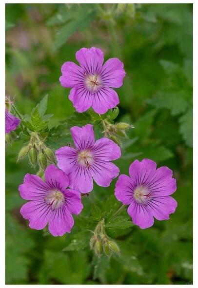Geranium hybridum SIRAK - kakost