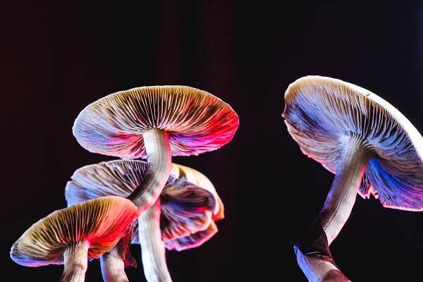 The case for funding psychedelics to treat mental health