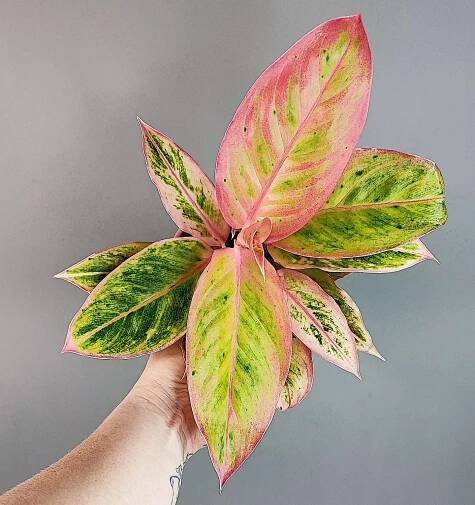 Aglaonema commutatum Salmon fantasy