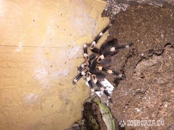 Sklípkan korálkový - Acanthoscurria geniculata